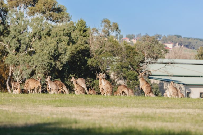 La Dimora_Kangaroos